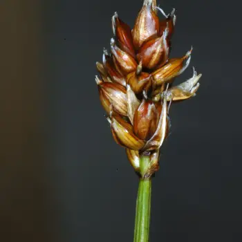 Carex chordorrhiza (3 de 3)