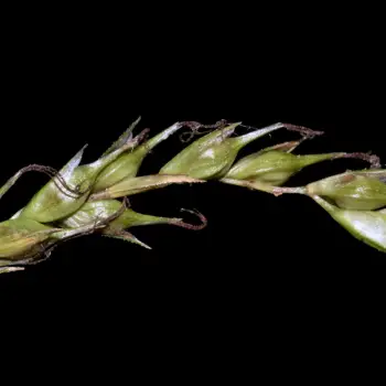 Carex sylvatica (5 de 6)