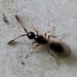 Fotografía Trichopria drosophilae (1 de 2)