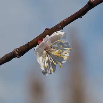 Prunus armeniaca 'Moniqui' (4 de 5)
