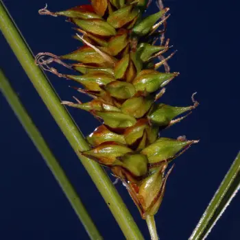 Carex binervis (4 de 6)