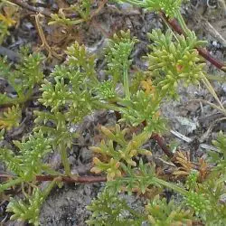 Artemisia crithmifolia