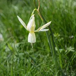 Narcissus triandrus L (2 de 2)