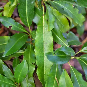 Hydrangea integrifolia (2 de 2)