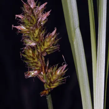 Carex disticha (4 de 6)