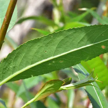Salix fragilis (2 de 3)
