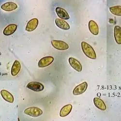 Fotografía Flammulaster granulosus (J. E. Lange) Watling (2 de 3) 