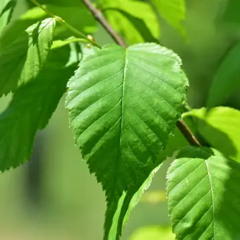 Betula alleghaniensis (2 de 6)