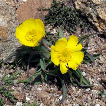 Fotografía Ranunculus cherubicus subsp. cherubicus (2 de 3)