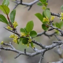 Rhamnus infectoria