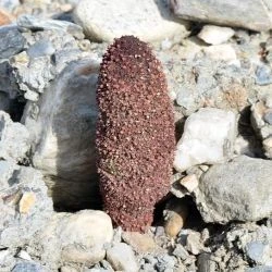 Cynomorium coccineum