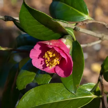 Camellia saluenensis (2 de 3)