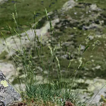 Fotografía Festuca yvesii subsp. summilusitana (1 de 5)