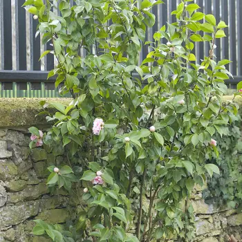 Camellia japonica 'Preston Rose' (1 de 2)