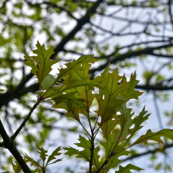 Quercus palustris (3 de 5)