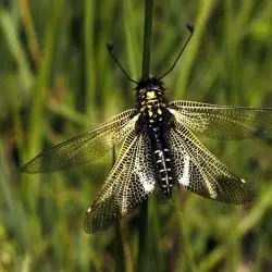 Ascalaphidae