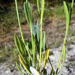 Lavandula latifolia (2 de 3)