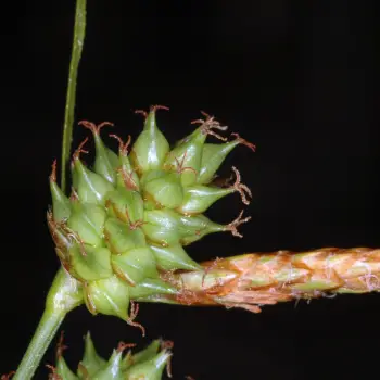 Carex extensa (2 de 3)