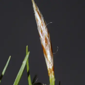 Carex humilis (3 de 5)