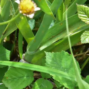 Allium ampeloprasum (3 de 5)