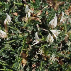 Astragalus balearicus (2 de 3)