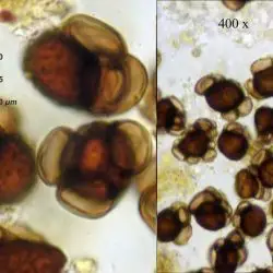 Fotografía Urocystis anemones (Pers.) G. Winter (1 de 2)