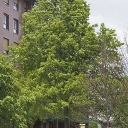 Quercus palustris