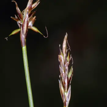 Carex macrostyla (3 de 4)