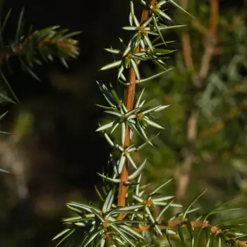 Juniperus communis subsp. hemisphaerica (3 de 3)