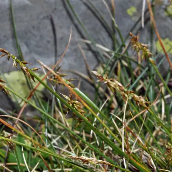 Carex macrostyla (1 de 4)