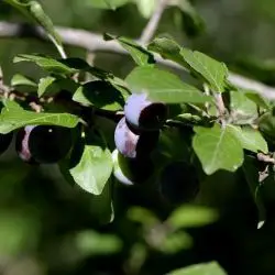 Prunus insititia (2 de 2)