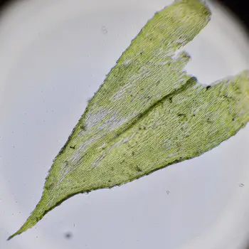 Brachythecium rutabulum (1 de 6)