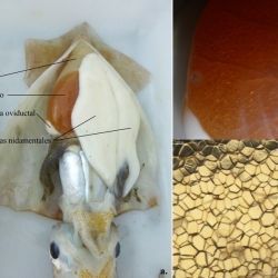 Gallery Hembras Illex coindetii vs Todaropsis eblanae (3 de 3)