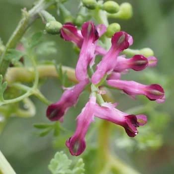 Fumaria officinalis subsp. officinalis (3 de 4)