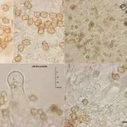 Inocybe stellatospora (Peck) Massee (3 de 3)