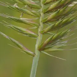 Agropyron cristatum subsp pectinatum (2 de 3)