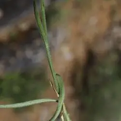 Campanula rotundifolia (3 de 3)