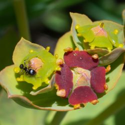 Fotografía Euphorbia oxyphylla (2 de 2)
