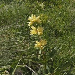 Gentiana burseri