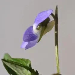 Viola canina (3 de 3)