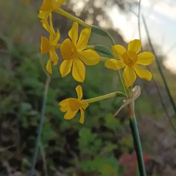 Narcissus jonquilla (1 de 2)