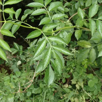Sambucus nigra (1 de 2)