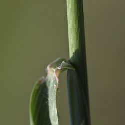 Fotografía Elymus repens subsp. repens (2 de 3)