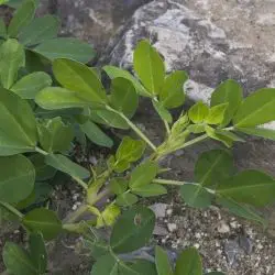 Arachis hypogaea (2 de 3)