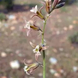 Fotografía Dipcadi serotinum subsp. serotinum