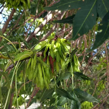 Fraxinus angustifolia (3 de 4)