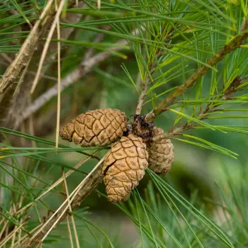 Pinus densiflora 
