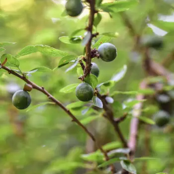 Prunus spinosa (1 de 2)