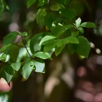 Prunus padus (1 de 3)