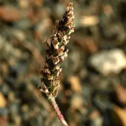 Plantago maritima subsp. serpentina (2 de 2)